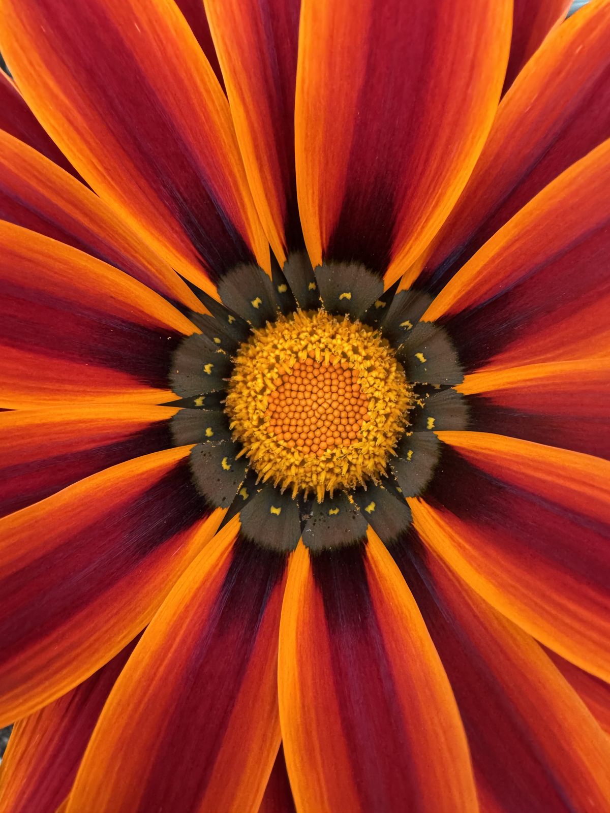 Dettaglio macro di un fiore di gazania arancio