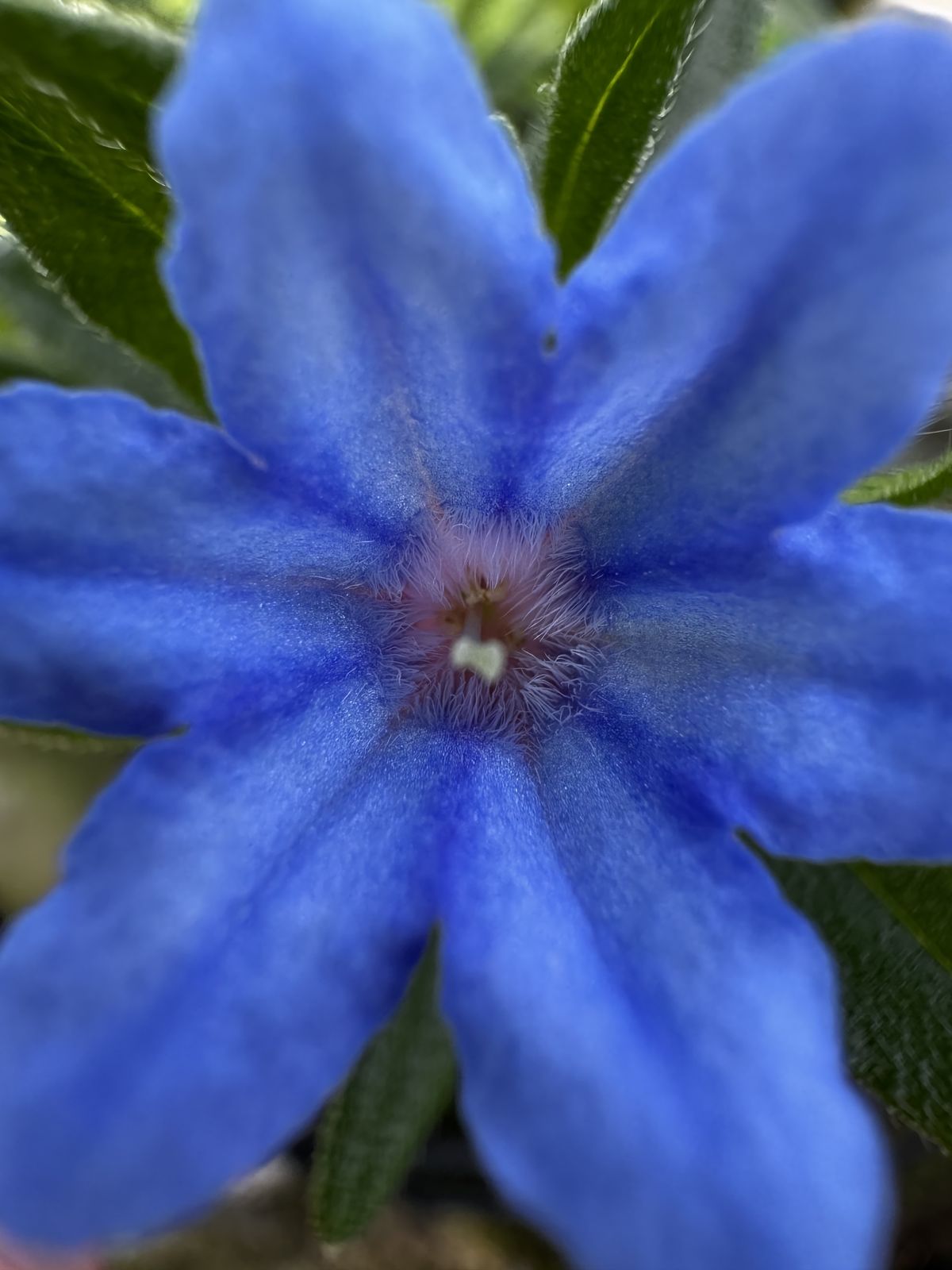 Dettaglio macro di un fiore blu