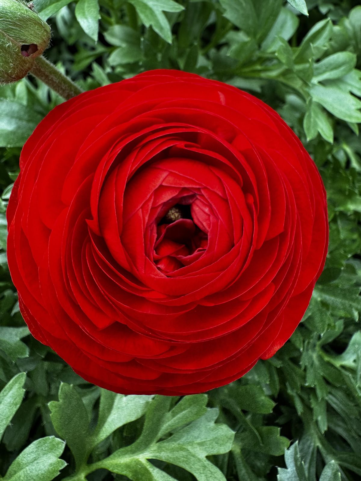 Dettaglio macro di un ranuncolo rosso