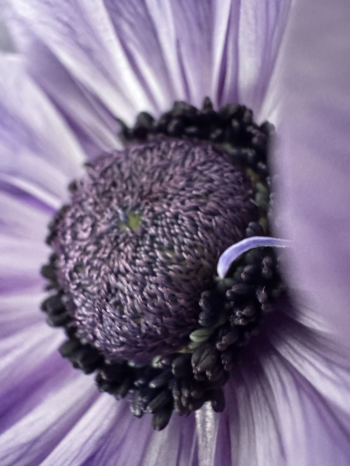 Dettaglio macro di un anemone viola