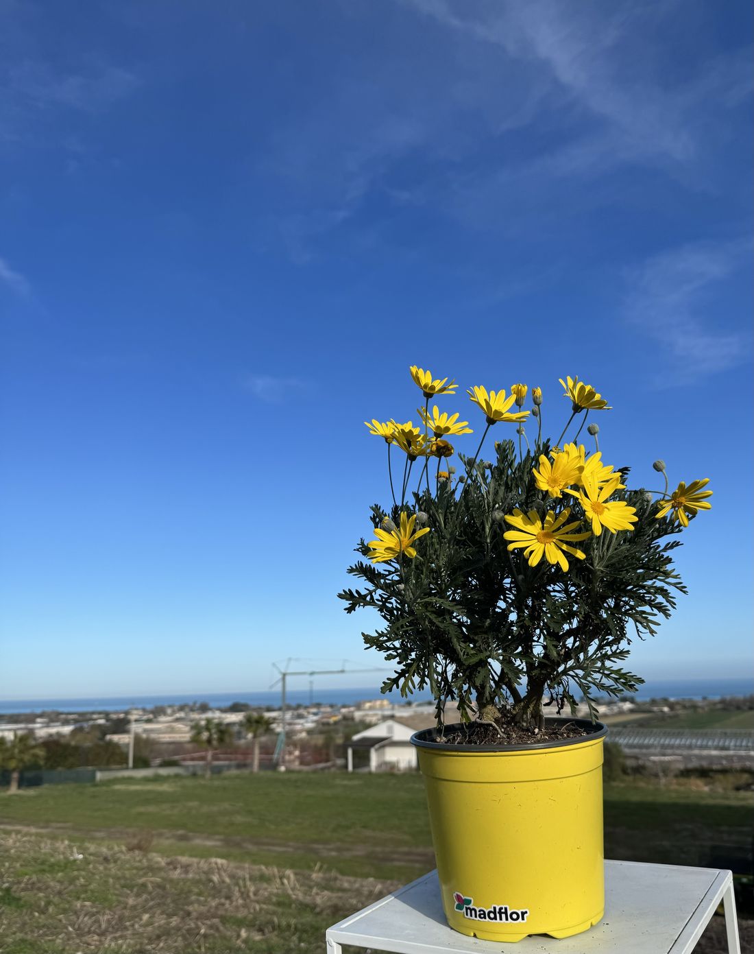 Vaso con etichetta Madflor, vista sulla costa di Martinsicuro