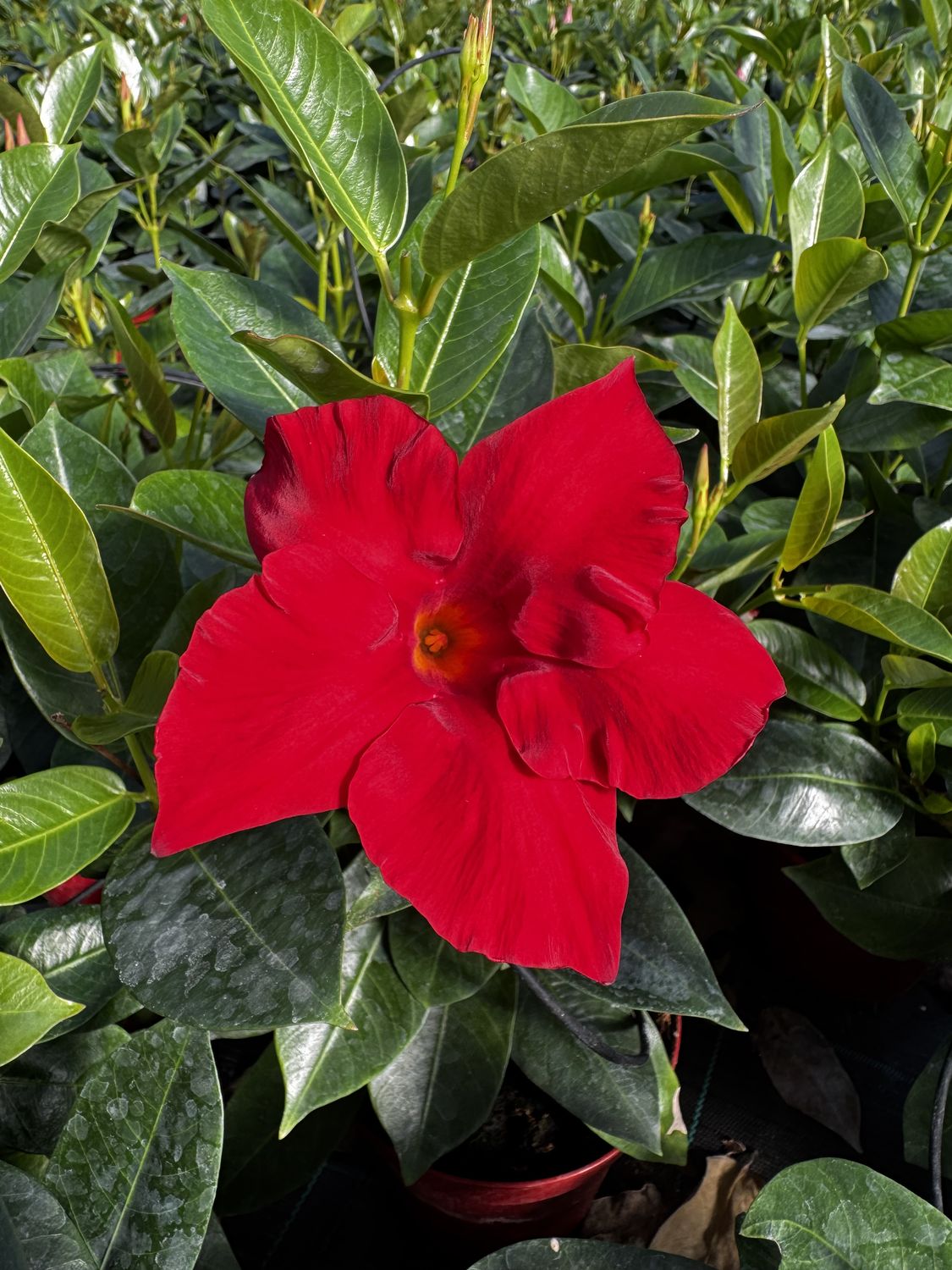 Dettaglio macro di un fiore di dipladenia rossa in pianta