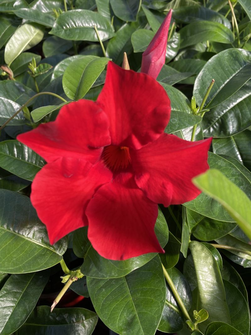 Dettaglio macro di un fiore di dipladenia rossa