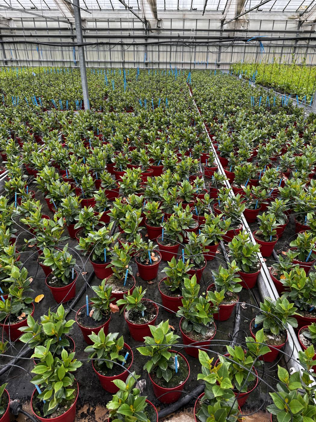 File di dipladenia in produzione in serra