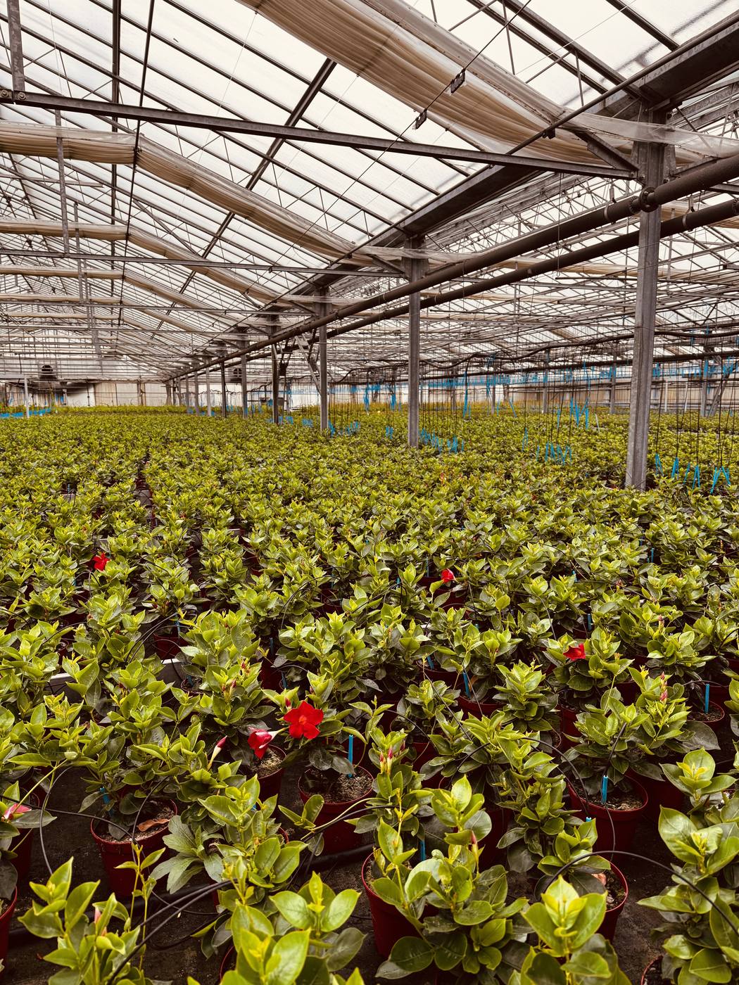 Ampia veduta della serra con dipladenia in fiore