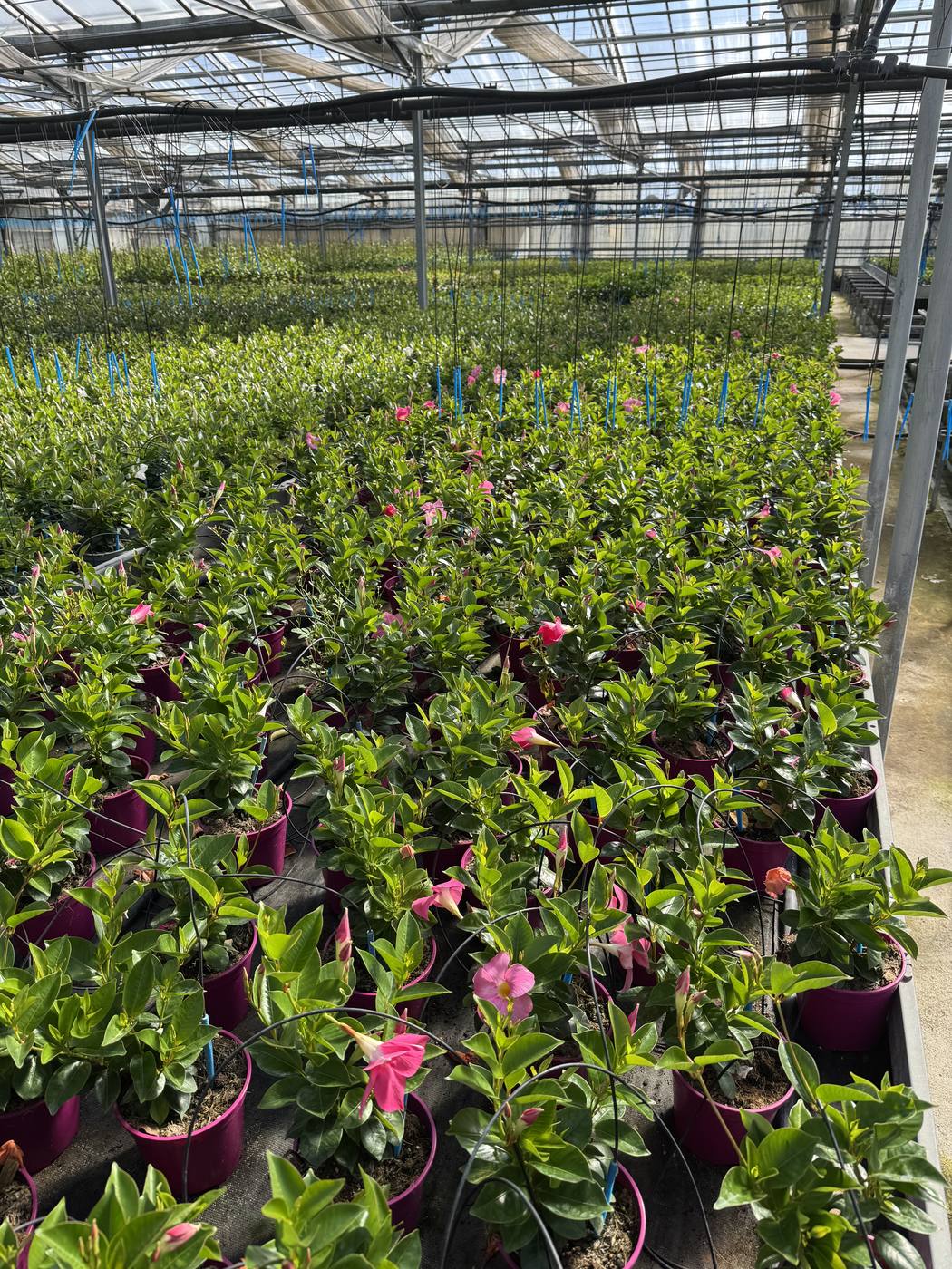 Dipladenia rosa in vaso in produzione