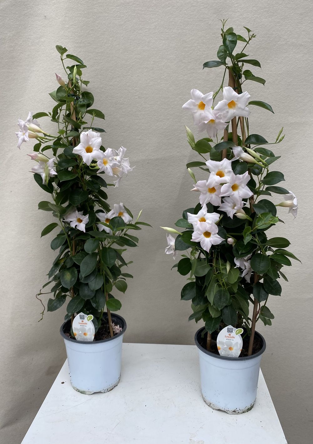 Dipladenia bianca rampicante su tutore
