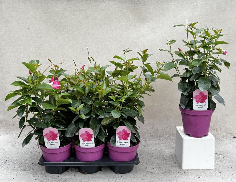 Dipladenia rose in vassoio e in vaso a confronto