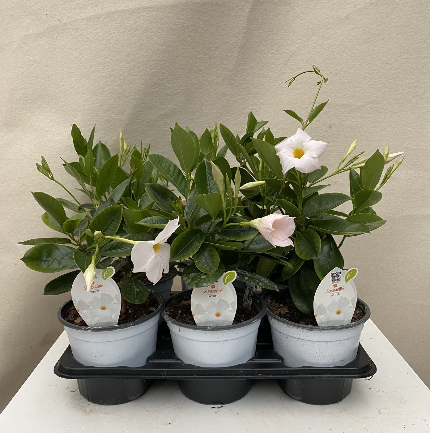 Dipladenia bianca in vassoio da tre vasi