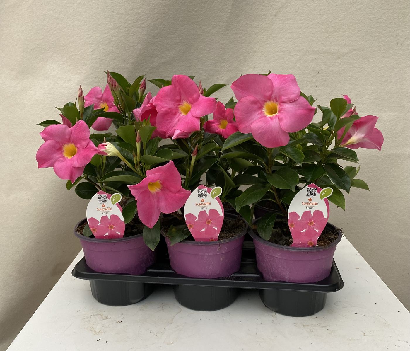 Dipladenia rosa in vassoio da tre vasi