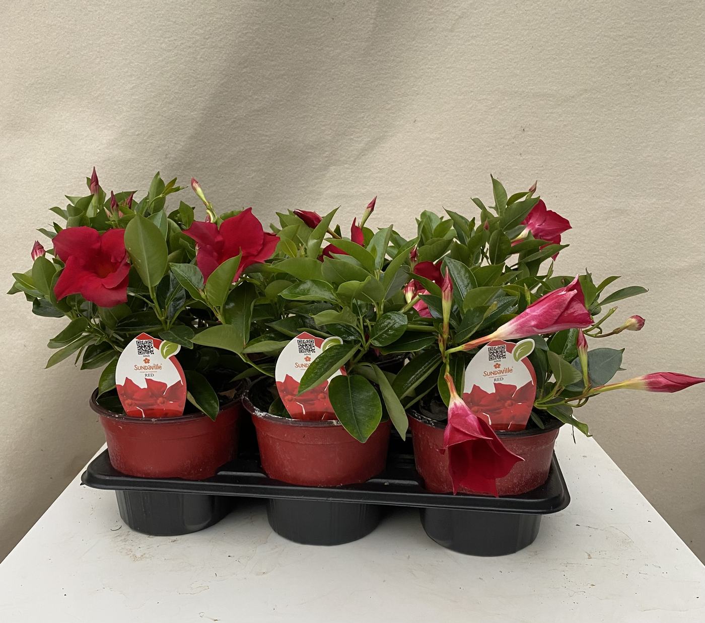 Dipladenia rossa in vassoio da tre vasi