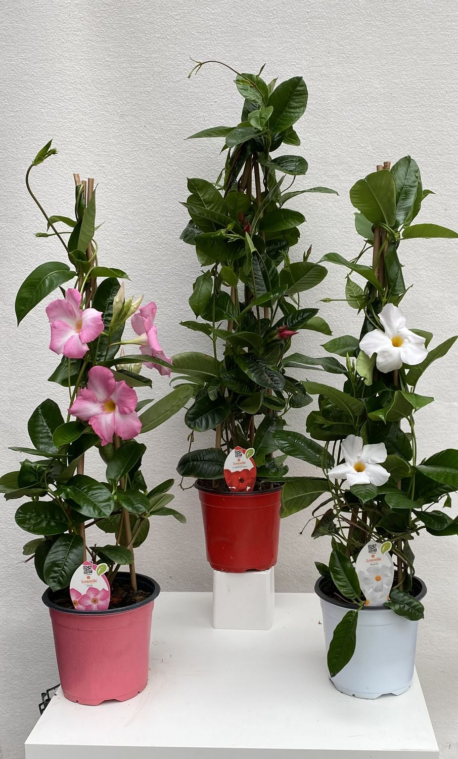 Dipladenia rosa, rossa e bianca a confronto