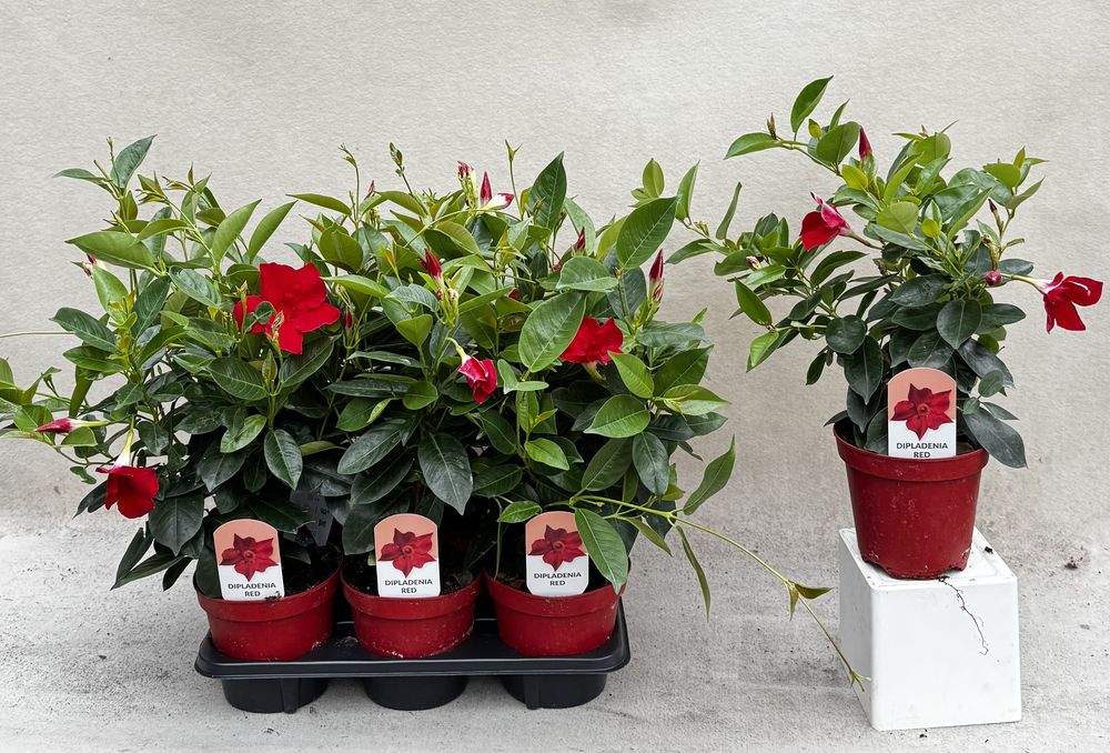 Dipladenia red in vassoio e in vaso 14 a confronto