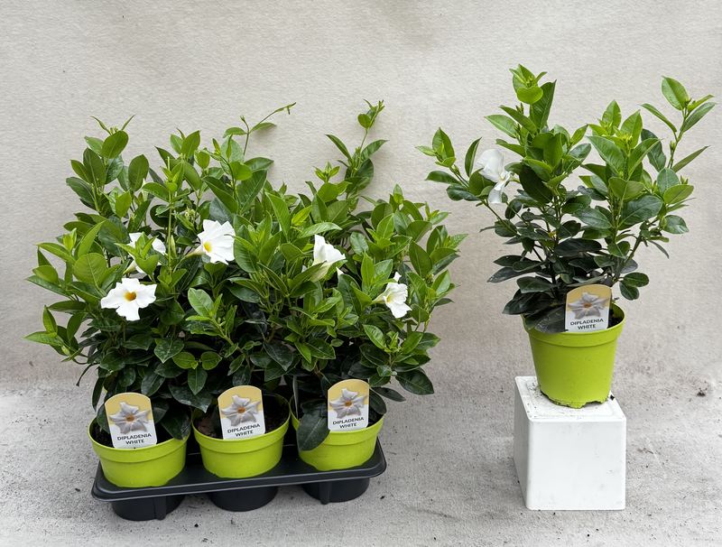 Dipladenia white in vassoio e in vaso a confronto