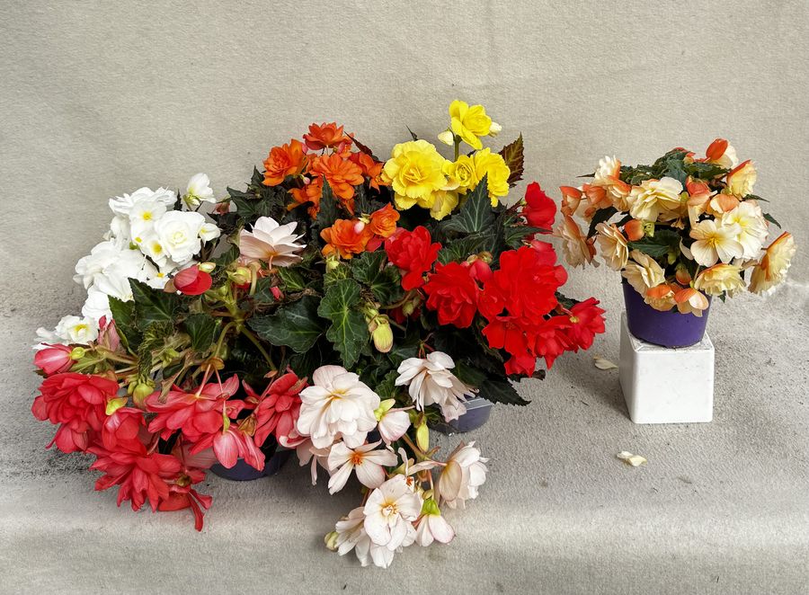 Composizioni di fiori stagionali in vaso