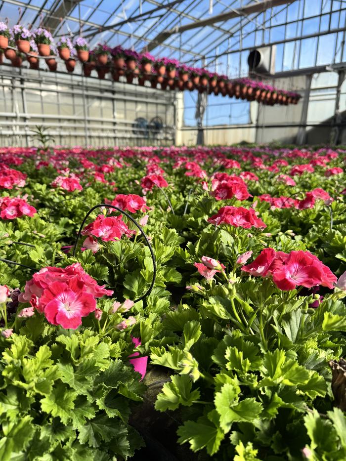 Corsia di serra con piante rosa in fiore