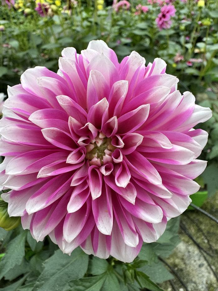 Dettaglio macro di una dalia