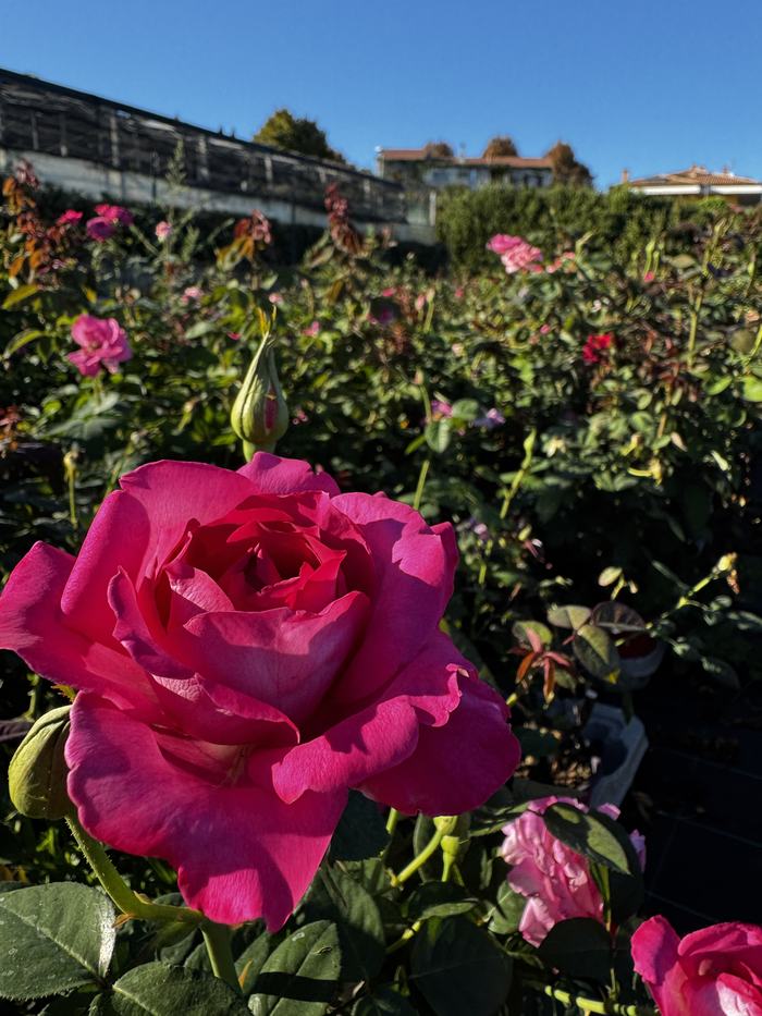 Dettaglio macro di una rosa