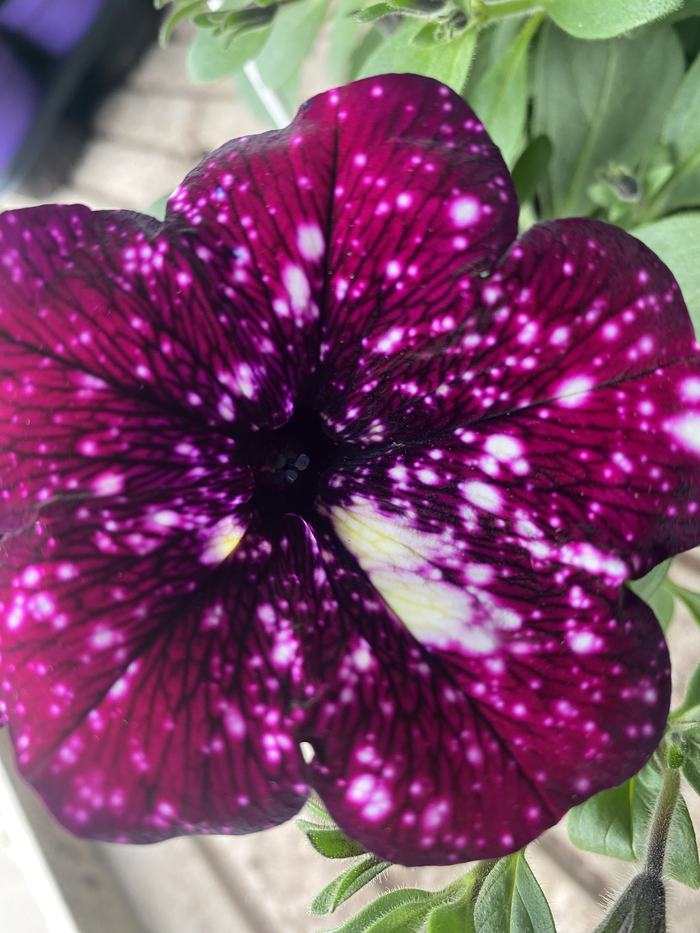 Dettaglio macro di un fiore di petunia viola