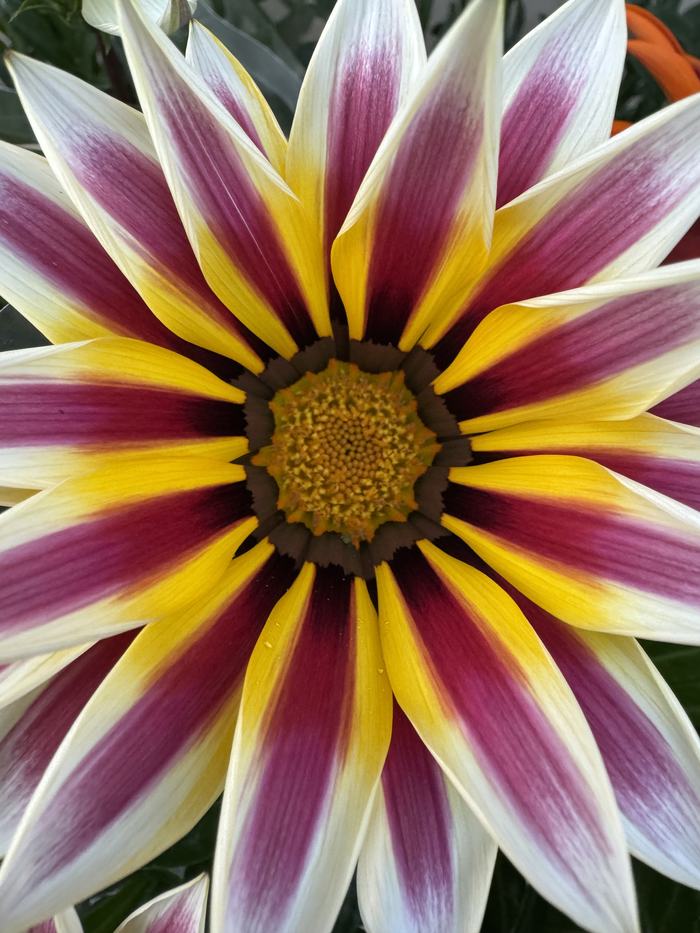 Dettaglio macro di un fiore di gazania