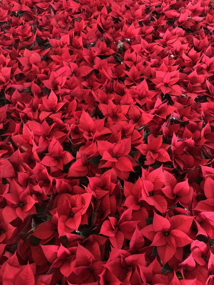 Tappeto di foglie rosse in serra