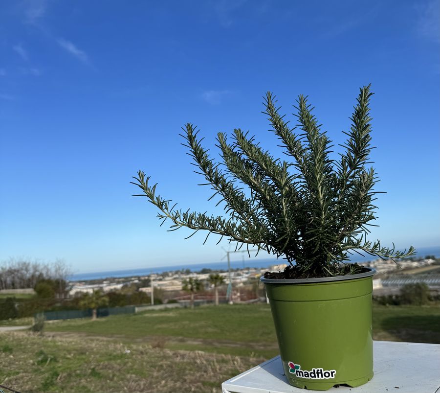 Piante mediterranee in vaso Madflor